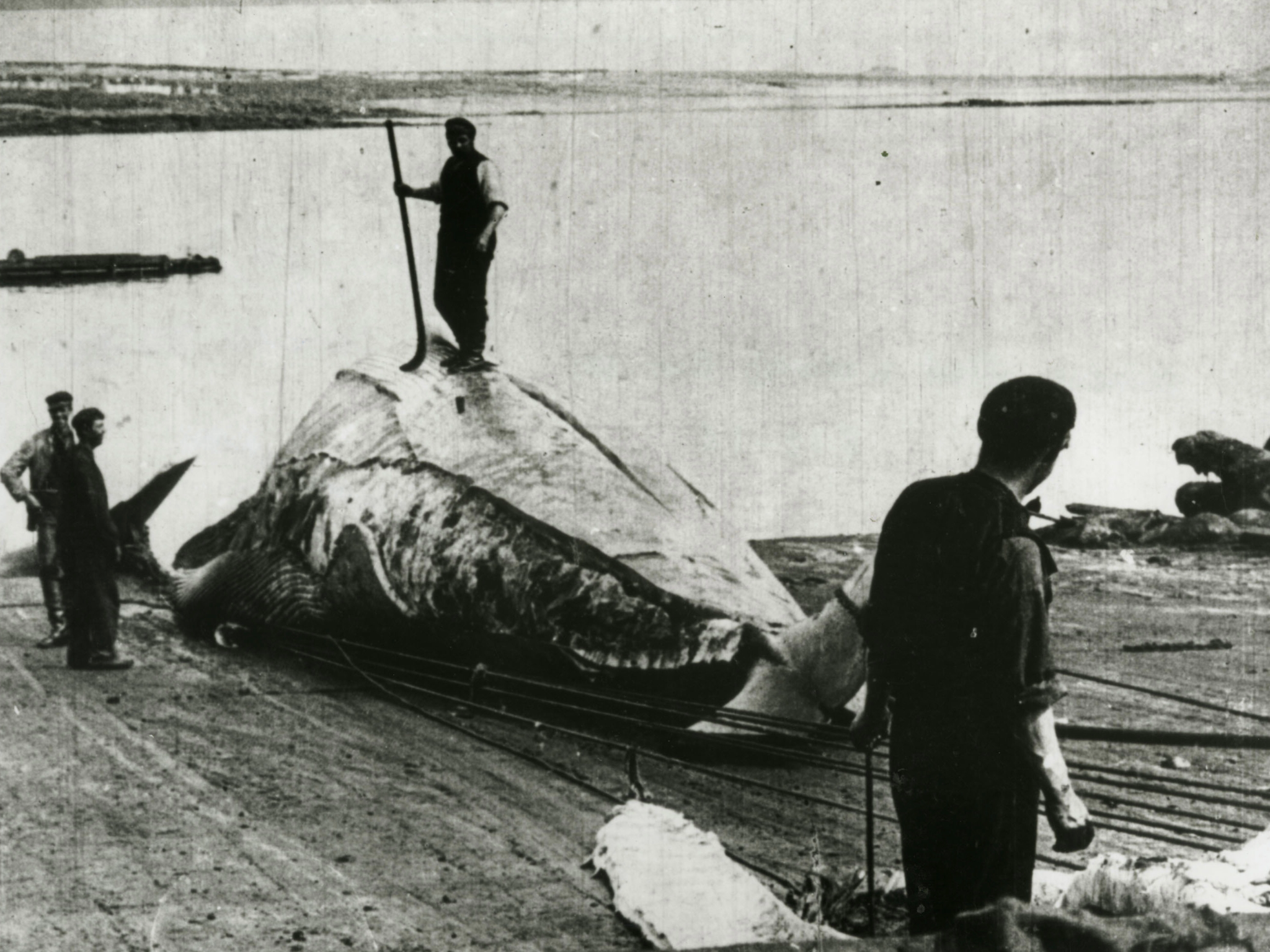inishkea whaling station
