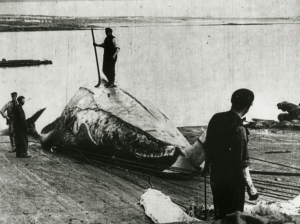 inishkea whaling station